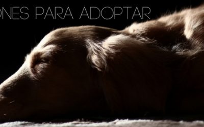 7 razones para adoptar una mascota