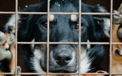 6 Consejos necesarios para adoptar un perro