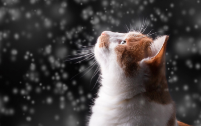 El resfriado en gatos; causas, síntomas y posibles tratamientos