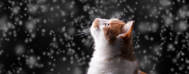 El resfriado en gatos; causas, síntomas y posibles tratamientos