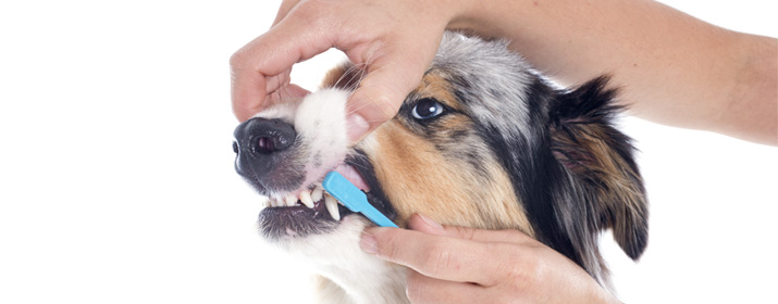 ¿Por qué es importante cuidar de la salud bucodental de tu perro?
