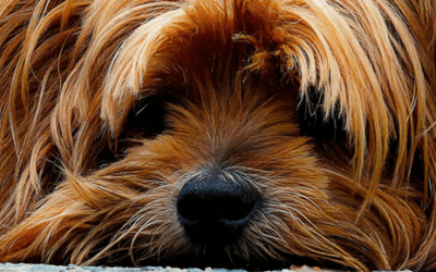 ¿Qué es la torsión de estómago y cómo evitarla?