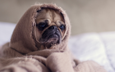 ¿Qué debes hacer si tu perro está resfriado?