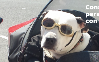 Consejos para viajar con tu perro