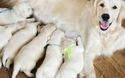 Cuidados para una perra embarazada