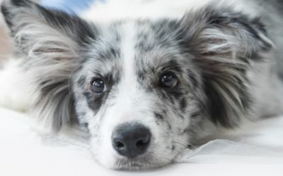 Leishmaniosis: causas, síntomas y cómo prevenirla