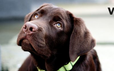 Enfermedad digestiva en perros: síntomas y causas