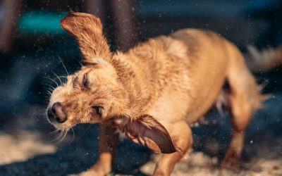 9 consejos para ayudar a tu perro a sobrellevar mejor el calor del verano