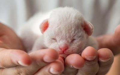 Cuidados básicos para un gatito recién nacido