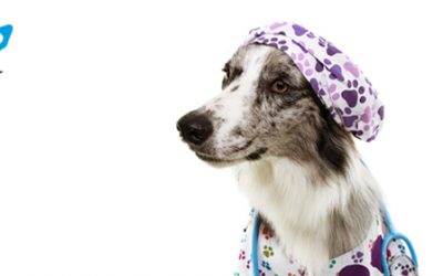 Esterilización preventiva: descubre sus beneficios para tu mascota