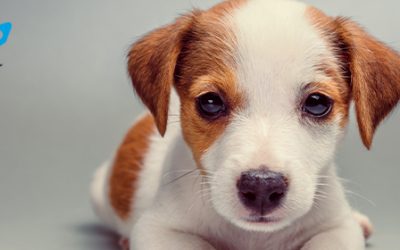 Cómo enseñar a tu perro cachorro a no morder