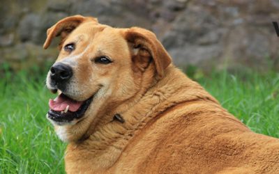 Sobrepeso en perros: causas, consecuencias y tratamiento