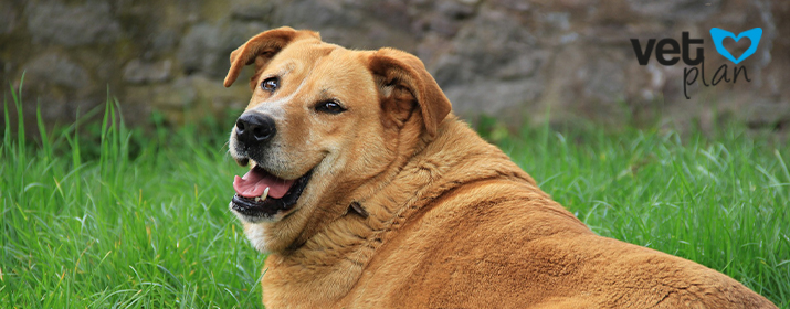 Sobrepeso en perros: causas, consecuencias y tratamiento