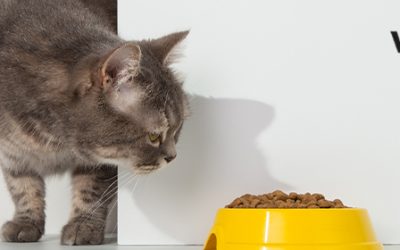 Dietas de prescripción veterinaria: beneficios para tu mascota