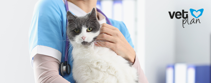Urgencias veterinarias más comunes en gatos