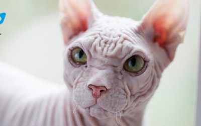 Las 4 enfermedades de la piel más comunes en gatos: síntomas y prevención