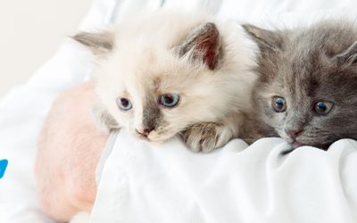 Medicina preventiva: factor clave para el bienestar de tu mascota