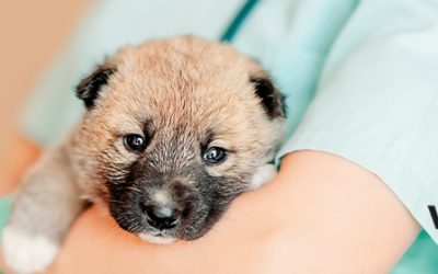 Parvovirus canino: cómo evitar que tu cachorro se contagie