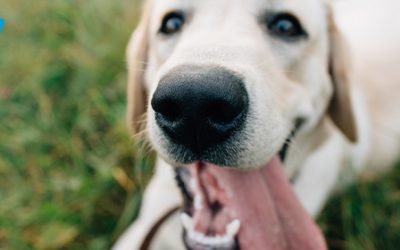 Halitosis canina: el mal aliento en perros