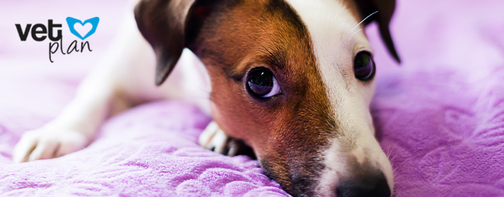 orina en perros: síntomas tratamiento - VETPLAN