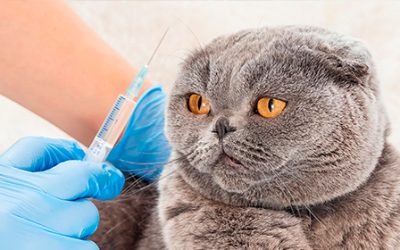Vacunas anuales para gatos. ¿Estáis al día?