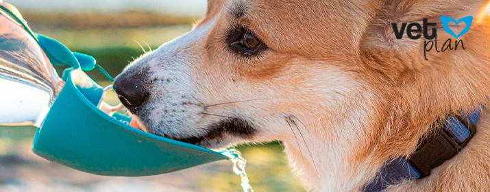 Deshidratación en perros: detección y cómo se trata