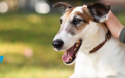 La Importancia de la Medicina Preventiva en Nuestras Mascotas Mayores
